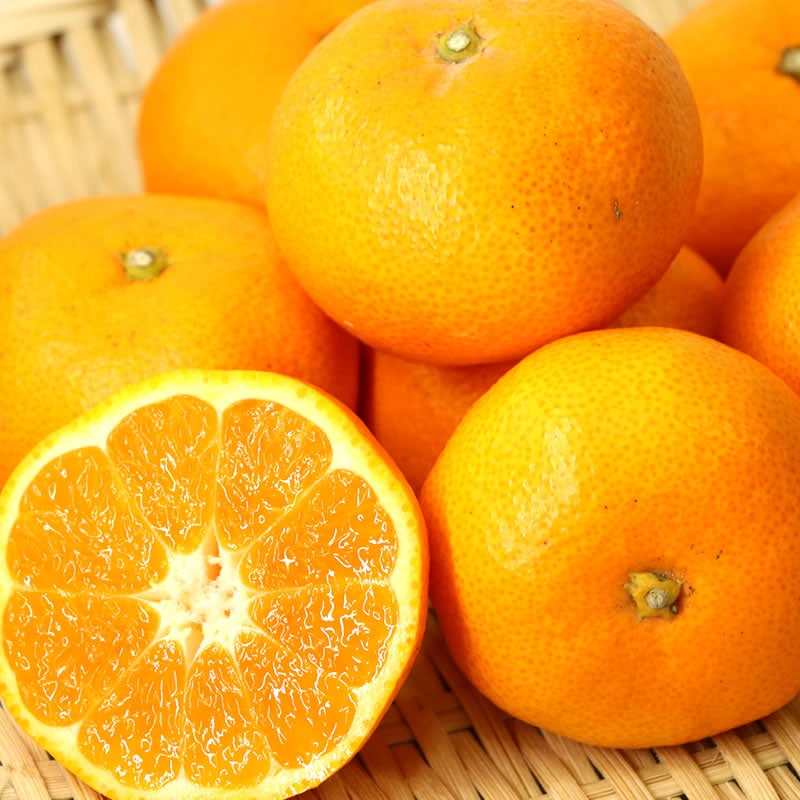 春 果物 プレゼント ギフト◎ 濃厚な甘みが特徴 寿太郎みかん 10kg 温州みかん 西浦【大川みかん園】