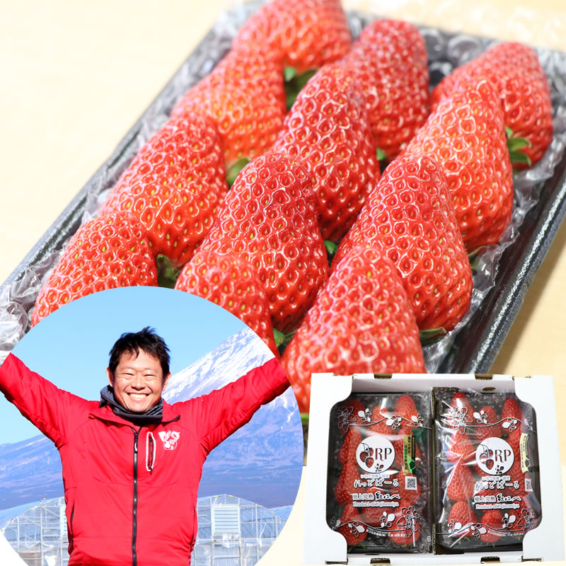 大粒サイズ 高級 樹上完熟紅ほっぺ ◎ 大粒 生いちご2パック箱入り  （8～12粒／収穫出来次第発送）【富丘佐野農園（れっどぱーる）】