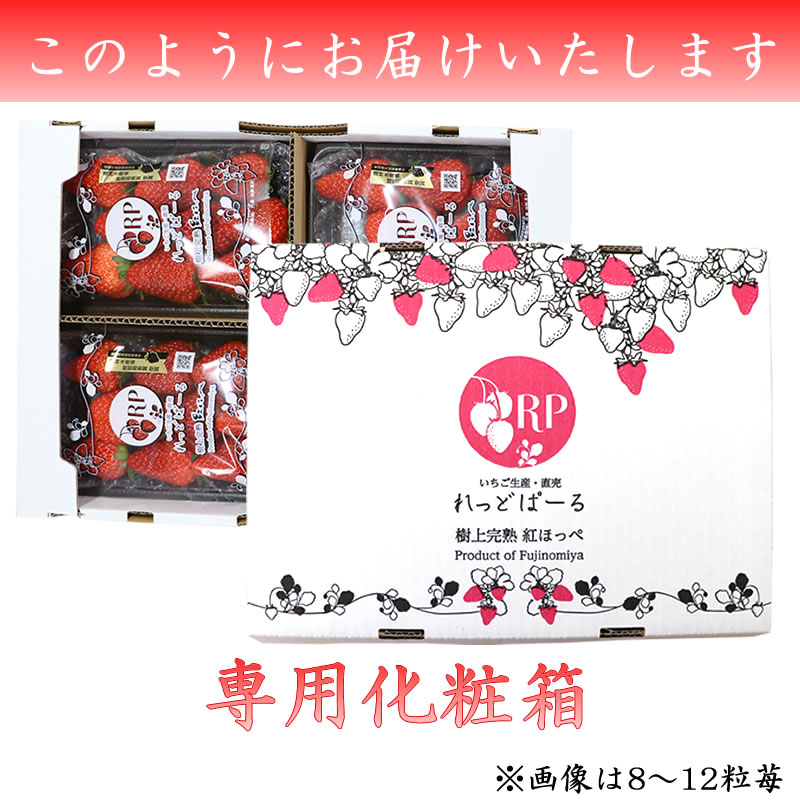 大粒サイズ 高級 樹上完熟紅ほっぺ ◎ 大粒 生いちご4パック箱入り  （8～12粒／収穫出来次第発送）【富丘佐野農園（れっどぱーる）】