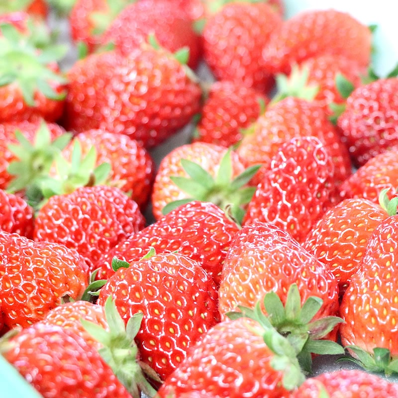 大粒サイズ 高級 樹上完熟紅ほっぺ ◎ 大粒 生いちご4パック箱入り  （8～12粒／収穫出来次第発送）【富丘佐野農園（れっどぱーる）】