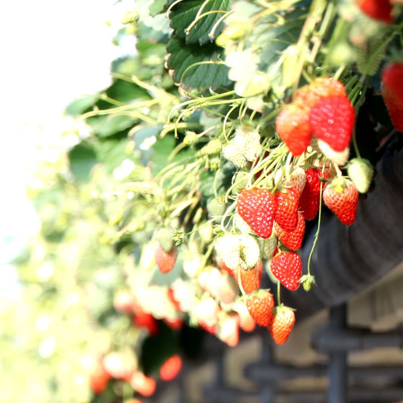 高級 樹上完熟紅ほっぺ ◎ 生いちご4パック箱入り  （15～20粒／収穫出来次第発送）【富丘佐野農園（れっどぱーる）】