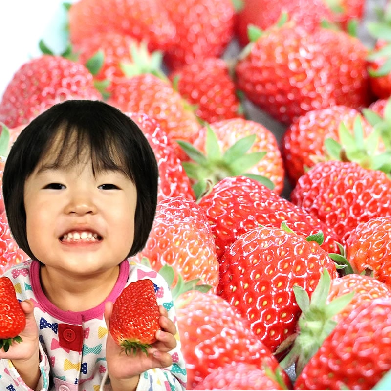 食べる大粒の宝石♪定番の紅ほっぺ 6～8粒前後大サイズ 生いちご 600g（300g ×2パック） 【山口信幸】