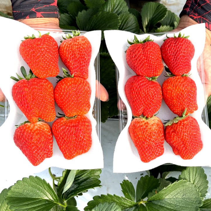 いちごページ　11/24以降 イチゴ 37 いちご☆ いちご 苺 Buy ZX 8000 'Strawberry Latte