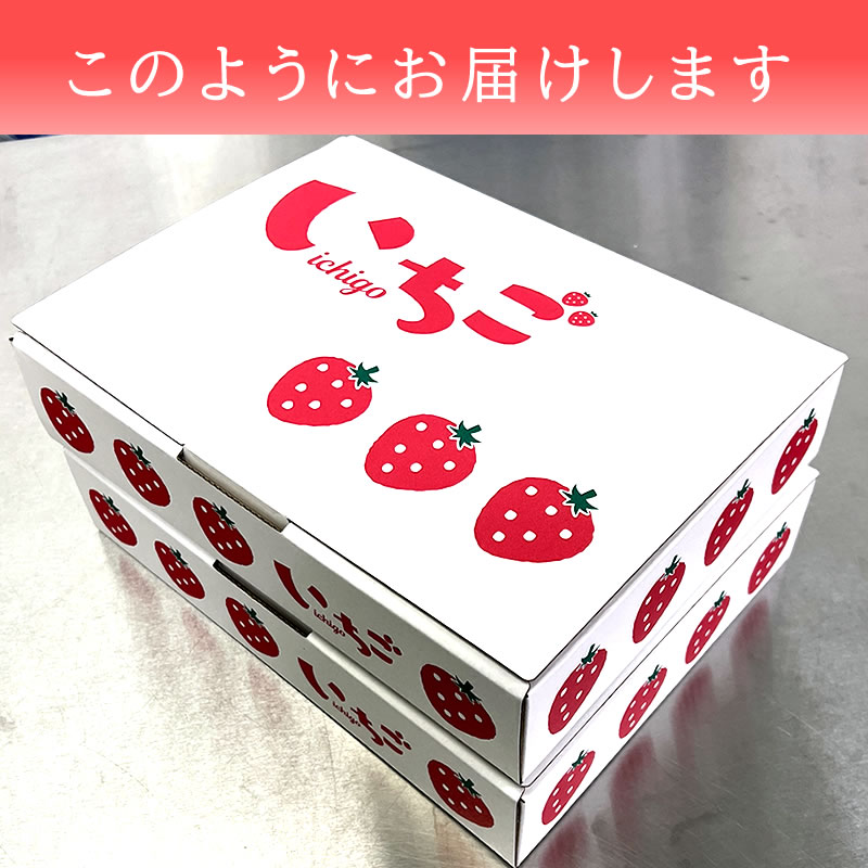 まとめてお買い得 ◎ 食べる大粒の宝石♪定番の紅ほっぺ 6～8粒前後大サイズ 生いちご 1.2kg（300g ×4パック）  【山口信幸】≪産直商品につき同梱不可≫