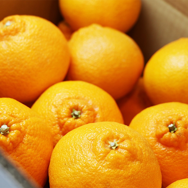 春 果物 プレゼント ギフト◎デコポンと同品種 ◎でこみかん 不知火（しらぬい） 3kg 【土方果樹園】