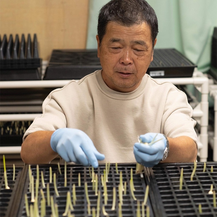 【ネコポス】≪10～5月販売予定≫ お試し≪スプライトニンニク≫ 白い芽の満点発芽にんにく 30本（10本 ×3セット）【みくりやファクトリー】