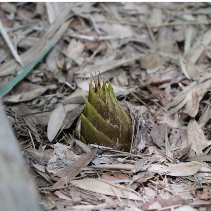 4月5月上旬限定◎米ぬか付き◎その日採れたものを発送！ タケノコ 2kg 【箱根三島西麓野菜の山本 貴大】