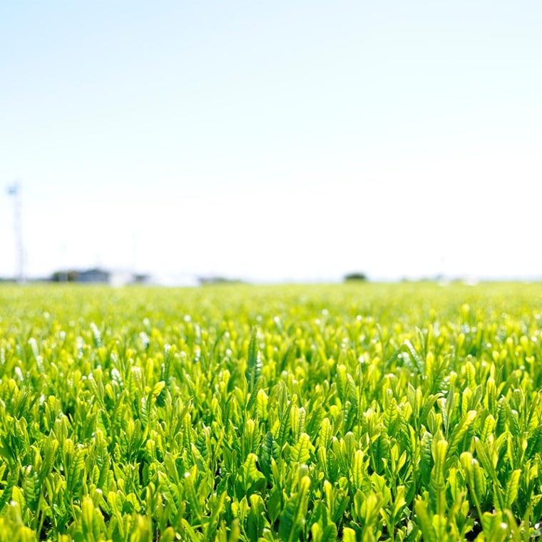 ＼新茶 6月30日まで ／  荒新茶 本造り 5本セット（200g×5本）【高柳製茶】