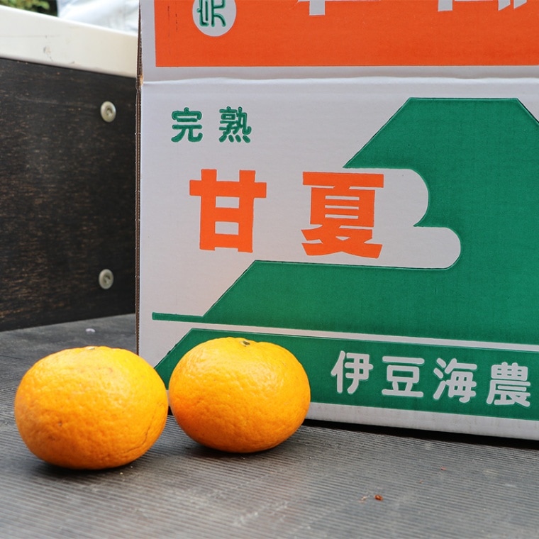 リピーター続出◎採れたてをお届け！甘夏 10kg  【伊豆海農園】