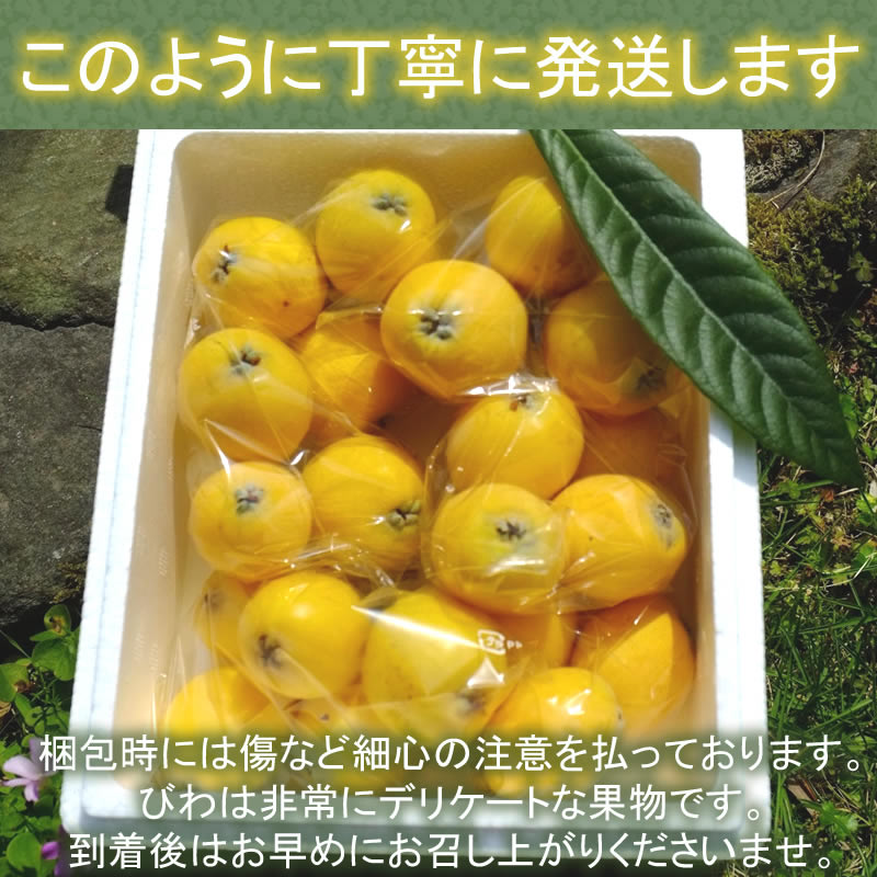 2025数量限定★５月３０日～順次発送 白ビワ登場 朝採れ 西伊豆 土肥（とい）の白びわ 枇杷 900g L～2Lサイズ  【永岡枇杷園・永岡正人】