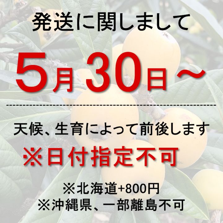 2025数量限定★５月３０日～順次発送 白ビワ登場 朝採れ 西伊豆 土肥（とい）の白びわ 枇杷 900g L～2Lサイズ  【永岡枇杷園・永岡正人】