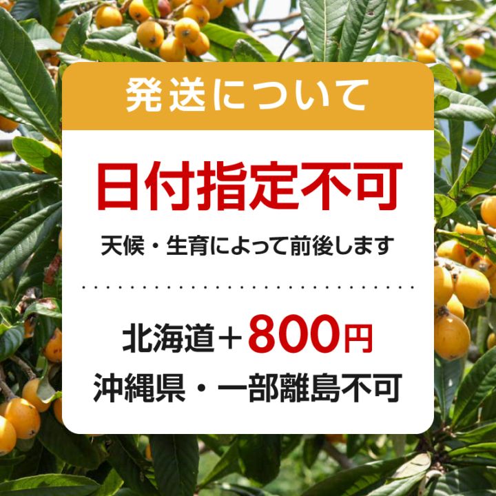 ≪毎年5月頃≫2026数量限定★白ビワ登場 朝採れ 西伊豆 土肥（とい）の白びわ 枇杷 900g L～2Lサイズ  【永岡枇杷園・永岡正人】