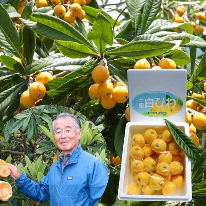 2025数量限定★５月３０日～順次発送 白ビワ登場 朝採れ 西伊豆 土肥（とい）の白びわ 枇杷 900g L～2Lサイズ  【永岡枇杷園・永岡正人】