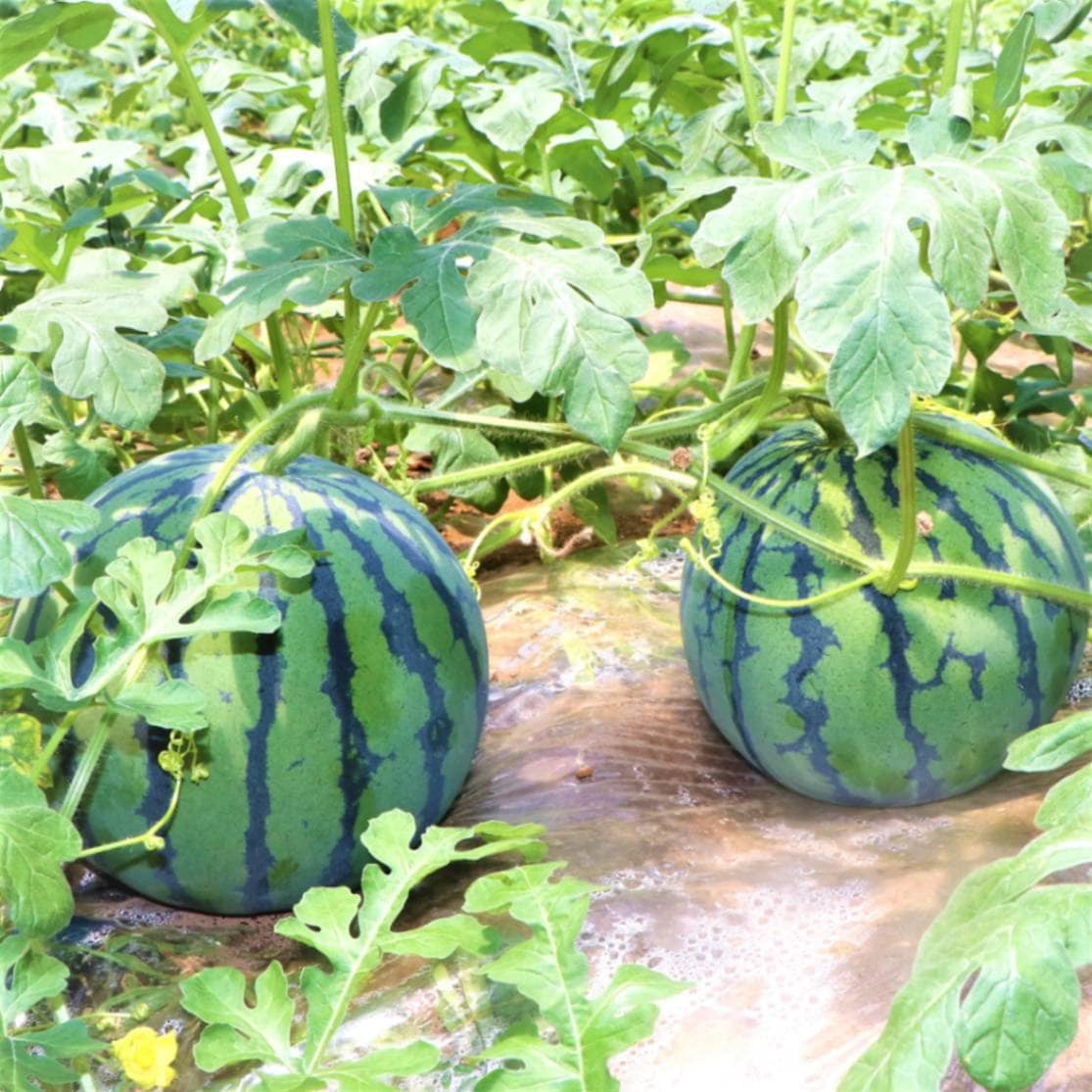 2024年完売しました◎ 毎年大人気 シャリ甘っ静岡県 函南産 スイカ 1玉 約6kg(Lサイズ目安)
