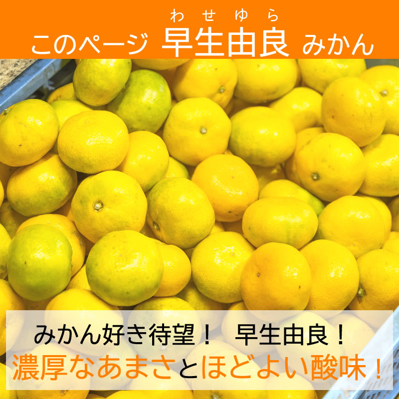 まもなく終了 ◎ 毎年 即完売 由良早生 ゆらみかん 5kg 【大川みかん園】