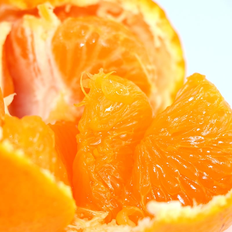 訳あり ご自宅用◎静岡県 西浦 温州 寿太郎みかん 10kg 【大浜園 相磯和余】