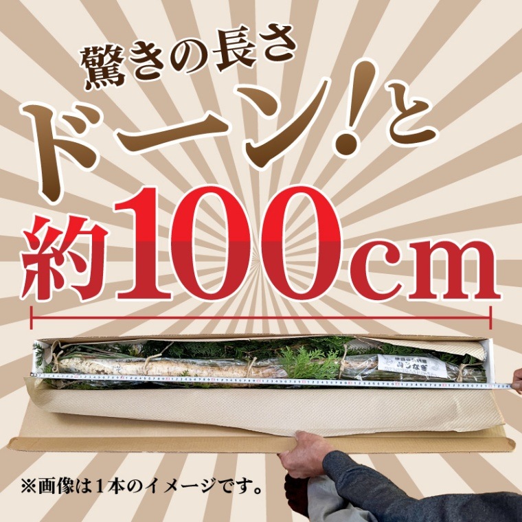 ＼  冬ギフト ／ 山芋の王様 ◎ 風味豊かなとろろ 日本原産 自然薯 600g 【萩原 秀則】 【短冊のし対応可】