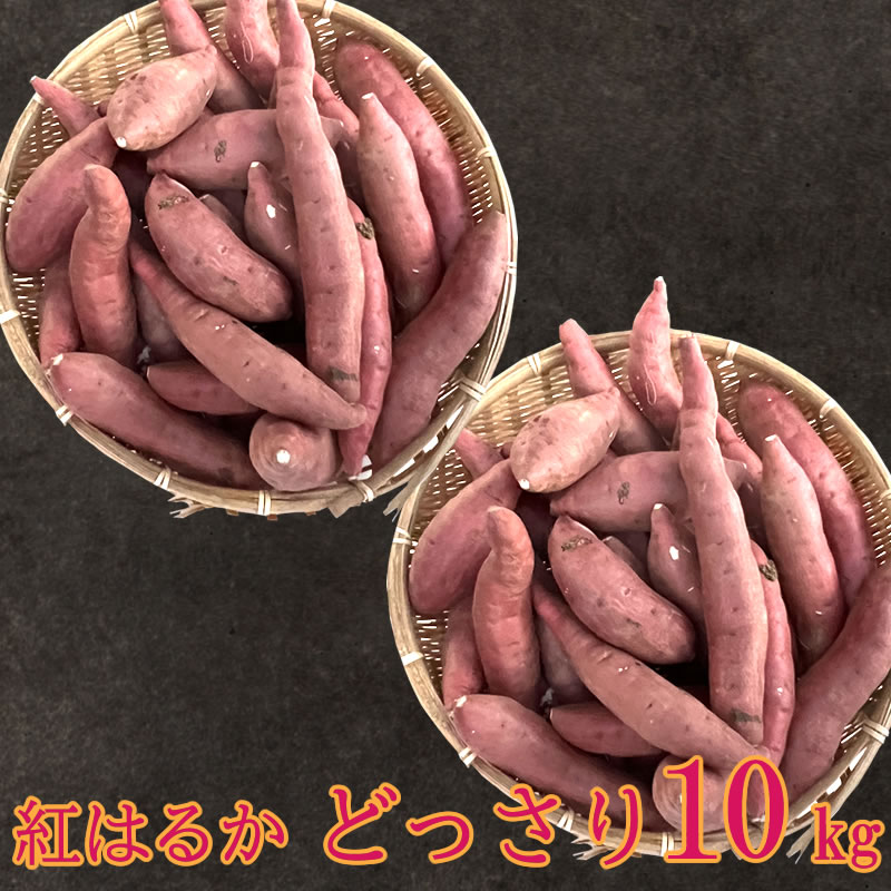 大量でお得 ◎ 三島の甘藷 さつま芋  紅はるか 10kg（5kg×2） サイズ おまかせ選べる土付き♪  【河崎剛】