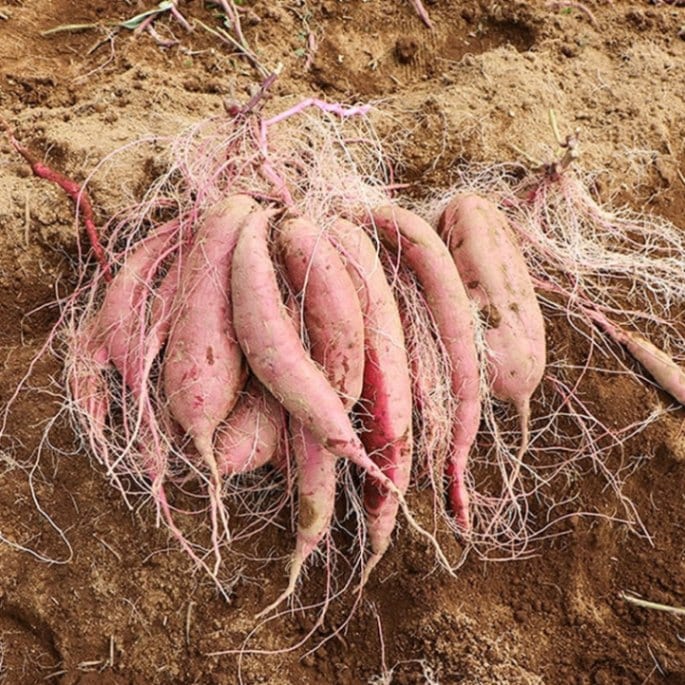 大量でお得 ◎ 三島の甘藷 さつま芋  紅はるか 10kg（5kg×2） サイズ おまかせ選べる土付き♪  【河崎剛】