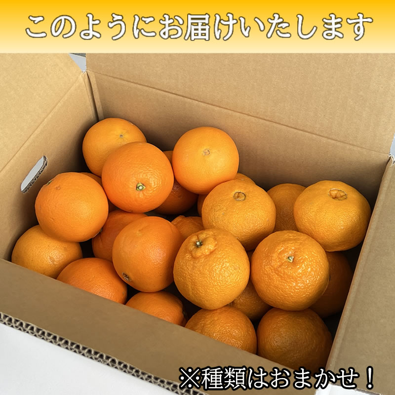 春 果物 プレゼント ギフト◎ 2種保証 ◎ おまかせ 柑橘セット 5㎏  【海瀬みかん園】