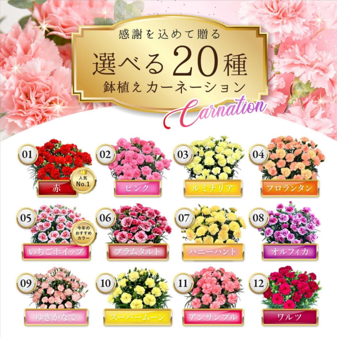 2024年完売しました  ◎ カーネーション 5号 鉢花 選べるスイーツ お菓子 セット ラングドシャ 静岡  【伊豆・村の駅】