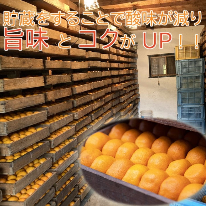 春ギフト ◎ 静岡 青島 温州 みかん 10kg 【望月農園】