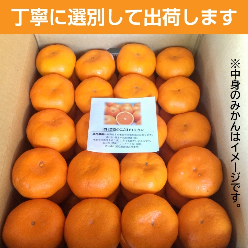 お歳暮 2025入荷通知受付中★静岡 青島 温州 みかん 10kg 【望月農園】