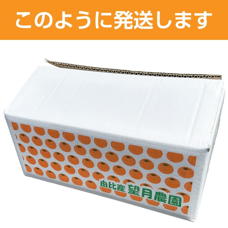 お歳暮 2025入荷通知受付中★静岡 青島 温州 みかん 10kg 【望月農園】