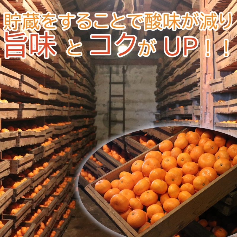 お歳暮年越し 静岡 青島 温州みかん 5kg 【大川みかん園】