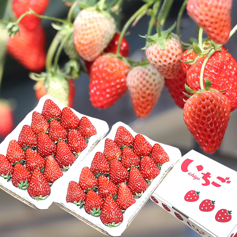 山口 信幸 l 【公式】 うまちょく便 | 静岡・山梨名物・特産品を通販で