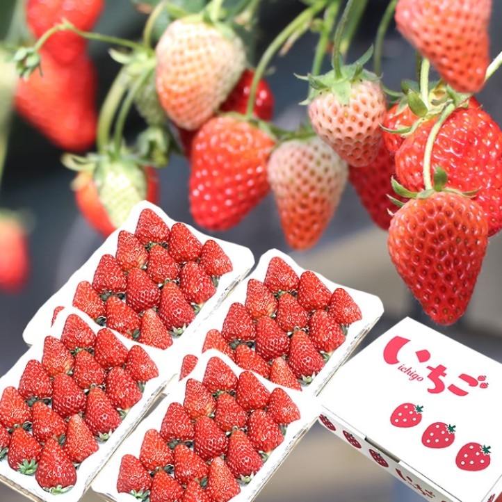 山口 信幸 l 【公式】 うまちょく便 | 静岡・山梨名物・特産品を通販で