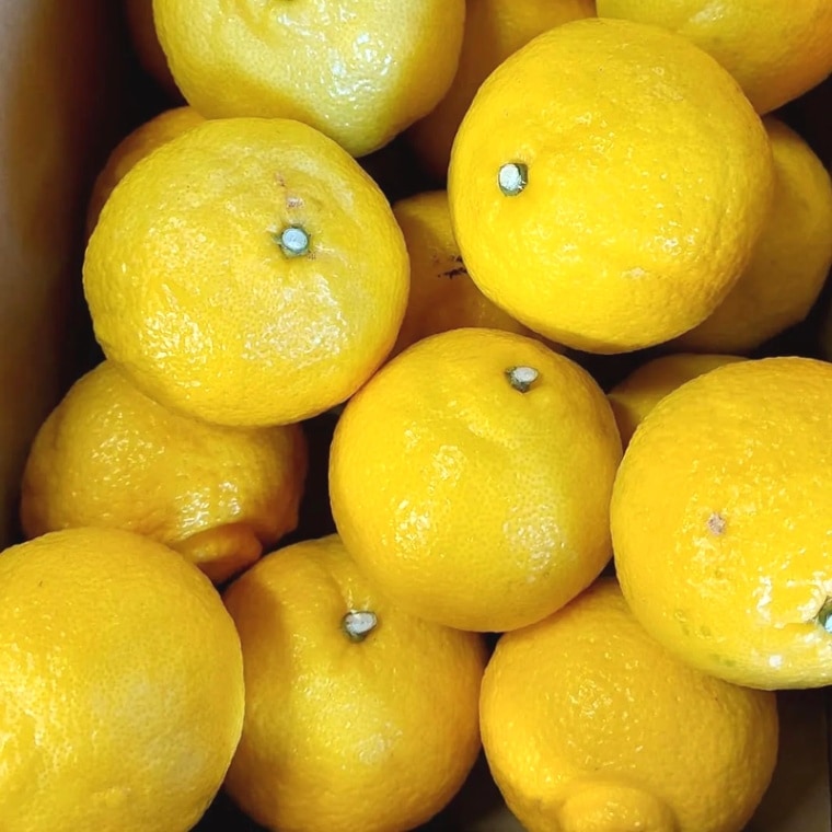 春 果物 プレゼント ギフト◎ぷちぷち食感爽やかな香りと甘み ◎ 静岡県産 秀品 はるか 3kg　【土屋農園】