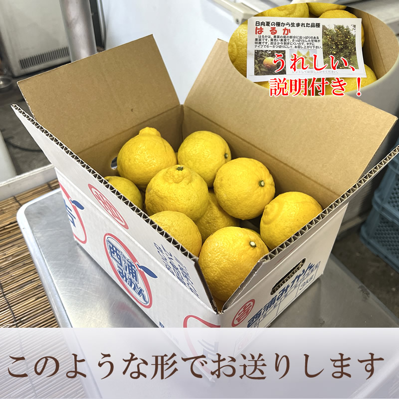 春 果物 プレゼント ギフト◎ぷちぷち食感爽やかな香りと甘み ◎ 静岡県産 秀品 はるか 3kg　【土屋農園】