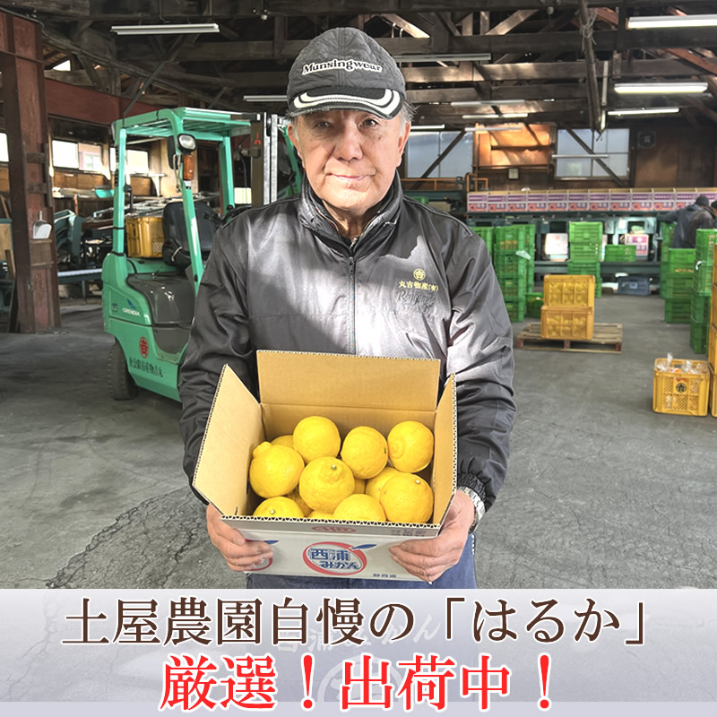 春 果物 プレゼント ギフト◎ぷちぷち食感爽やかな香りと甘み ◎ 静岡県産 秀品 はるか 3kg　【土屋農園】