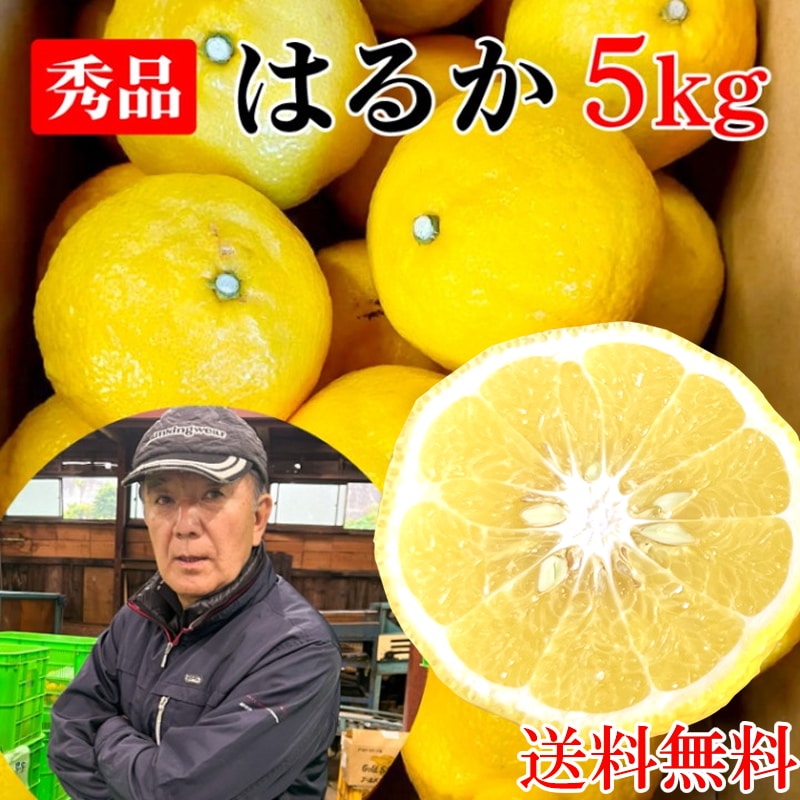 春 果物 プレゼント ギフト◎ぷちぷち食感爽やかな香りと甘み ◎静岡県 秀品 はるか 5kg 【土屋農園】