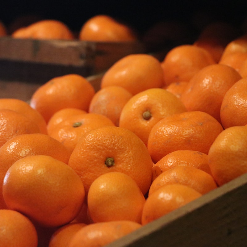 完売しました◎ 秀品10kg 西浦みかん寿太郎みかん ラブライブ!サンシャイン!!オリジナルデザイン 【マルキチ物産】