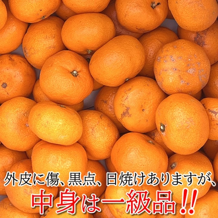 訳あり ご自宅用 ◎静岡県西浦 寿太郎みかん3kg 【マルキチ物産】