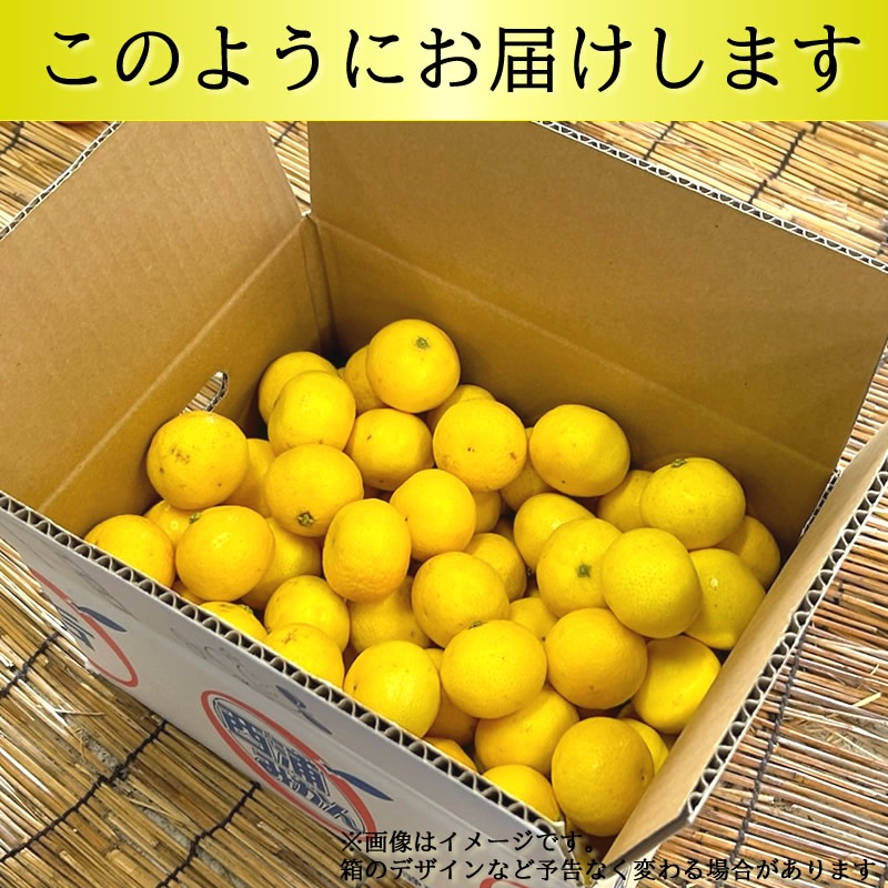 湘南ゴールドの親 ゴールデンオレンジ 黄金柑(おうごんかん) 10kg 【マルキチ物産】