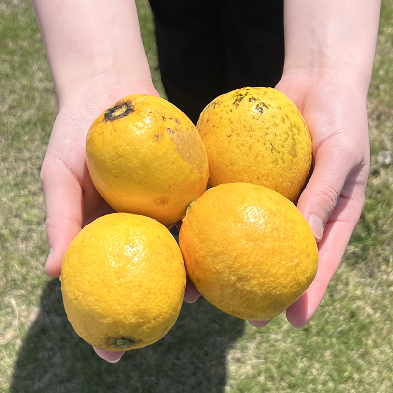 希少 見た目訳あり国産 レモネード 5kg 静岡県西浦産 【マルキチ物産】