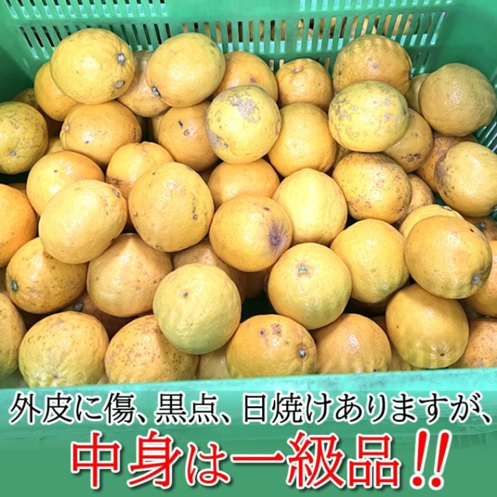 希少 見た目訳あり国産 レモネード 5kg 静岡県西浦産 【マルキチ物産】
