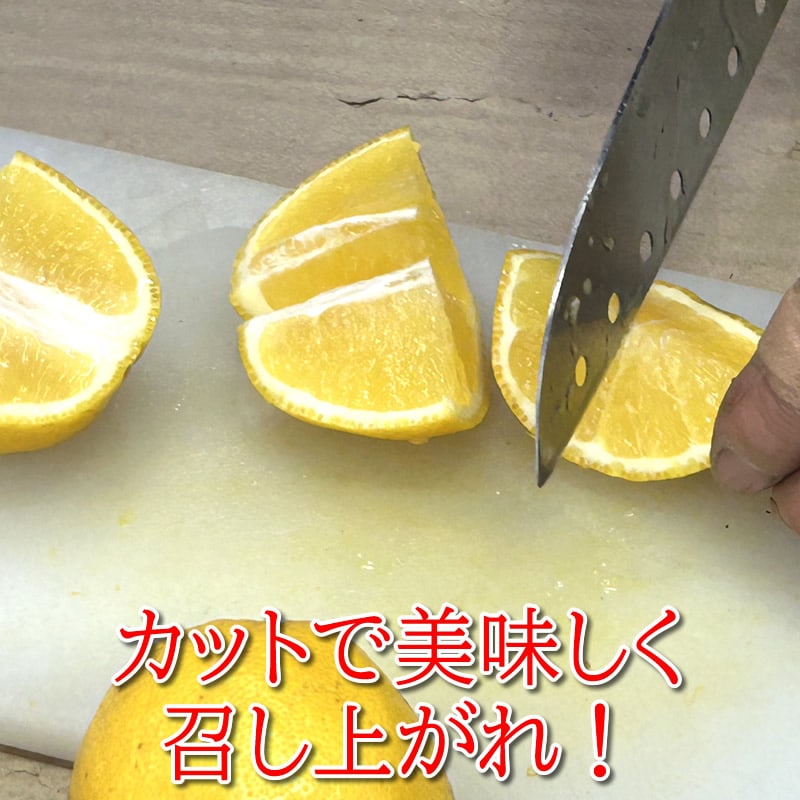 希少 見た目訳あり国産 レモネード 5kg 静岡県西浦産 【マルキチ物産】