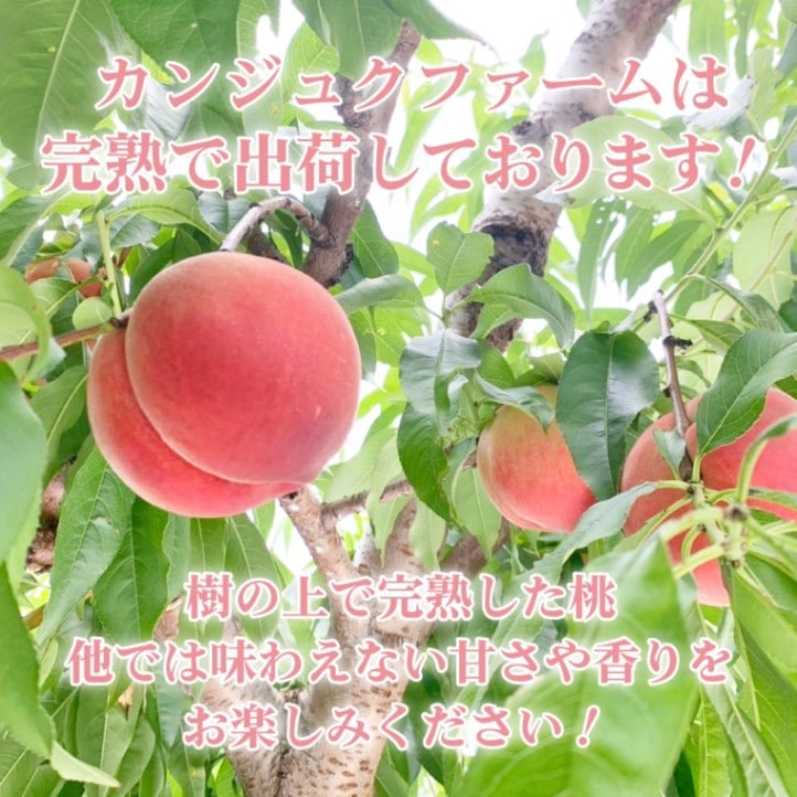完売しました ◎樹成完熟  川中島白桃 山梨県 南アルプス 6～8玉目安 2kg 【カンジュクファーム】