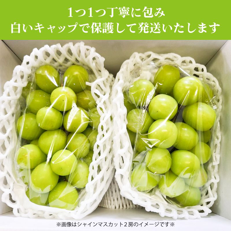 完売しました ◎【ギフト予約】8月下旬～発送開始◎山梨県 樹成完熟 シャインマスカット1房＆巨峰1房 約1.2kg 【カンジュクファーム】