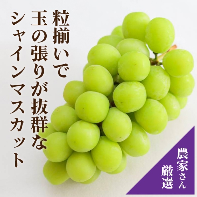 季節のプレゼント季節のギフト  山梨県 シャインマスカット 2房（1.0kg以上保証） 【彩の杜ファーム】