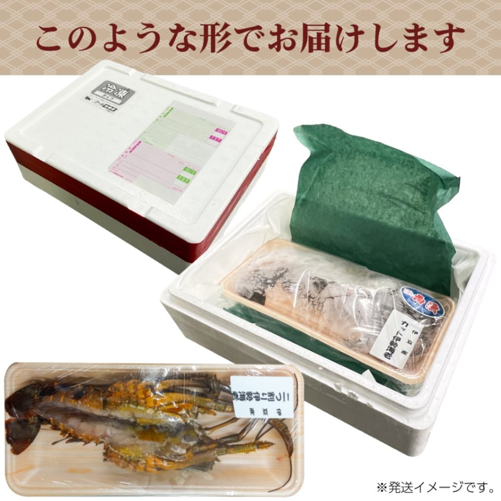 お歳暮 プレゼント ◎お刺身OK活けイセエビ　伊豆産 伊勢海老 １尾カット300ｇ　 処理済み 【伊豆漁業協同組合南伊豆支所】