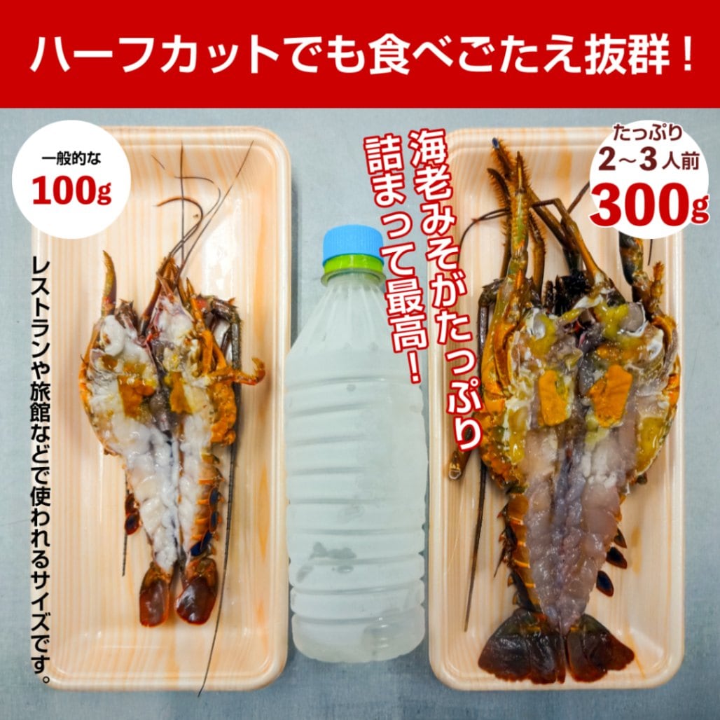 お歳暮 プレゼント ◎お刺身OK活けイセエビ　伊豆産 伊勢海老 2尾カット（300ｇ×2尾）　 処理済み 【伊豆漁業協同組合南伊豆支所】