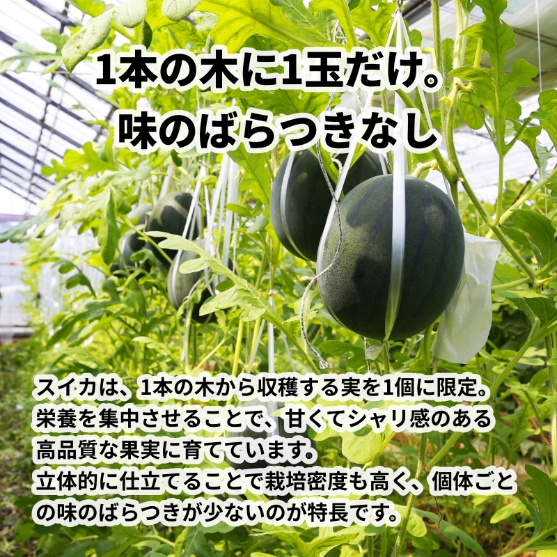 西島園芸団地 スイカ｜土佐うまいもの100選｜高知のお土産 通販サイト