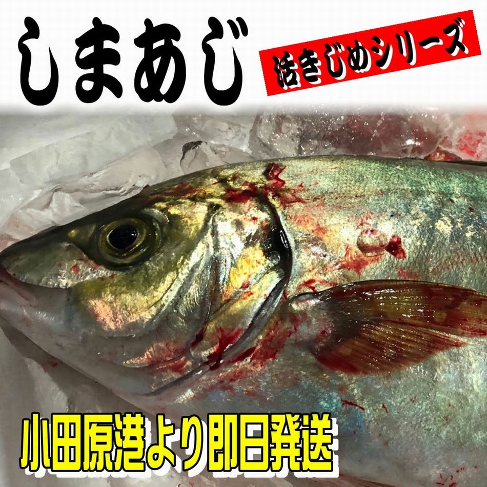 しまあじ 活き締め 約1 2ｋｇ 刺身用 生食用 小田原港 より 即日発送 うまいもの市場 活〆シリーズ 鮮度重視 旨味が違います 冷蔵便 活き締め 小田原うまいもの市場
