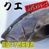 クエ 本 くえ (活じめ・養殖)約3.5kg前後 刺身用 【 高級魚・産地直送 】 高級料理店、高級居酒屋・こだわりの店などでお使いいただいております 【冷蔵便】
