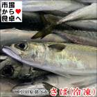 さば (冷凍)10kg【相模湾小田原産】獲れたてを急速冷凍、煮付、塩焼などに【冷凍便】